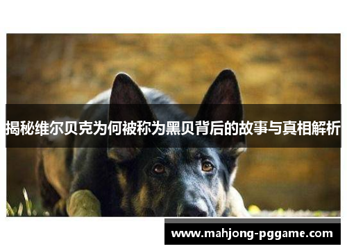 揭秘维尔贝克为何被称为黑贝背后的故事与真相解析 揭秘维尔贝克为何被称为黑贝背后的故事与真相解析